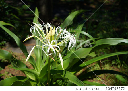 沼津離宮紀念公園風景 104798572