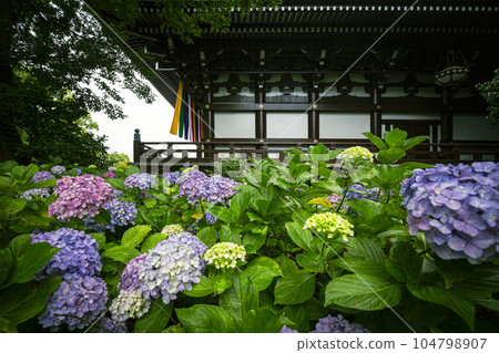 Chishakuin Hydrangea 104798907