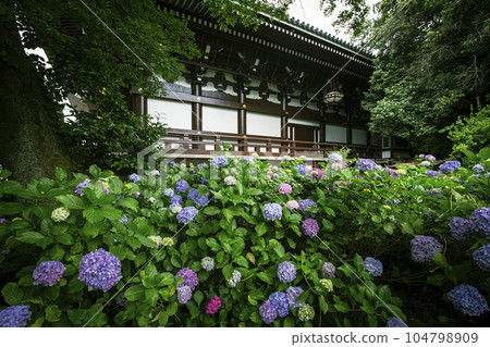 Chishakuin Hydrangea Chishakuin Hydrangea 104798909
