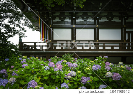 Chishakuin Hydrangea Chishakuin Hydrangea 104798942
