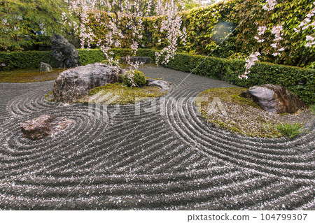Red weeping cherry tree at Taizoin 104799307