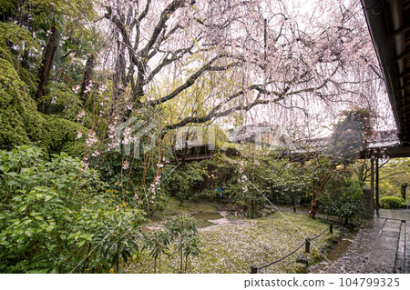 Red weeping cherry tree at Taizoin Red weeping cherry tree at Taizoin 104799325
