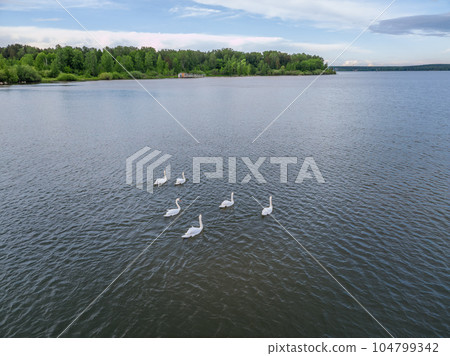 Aerial view of some white swan birds on a lake during a beautiful summer morning. Birds in nature. Aerial view of some white swan birds on a lake during a beautiful summer morning. Birds in nature. 104799342