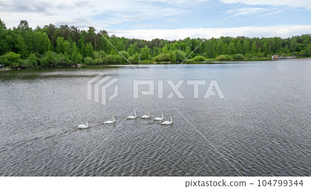 Aerial view of some white swan birds on a lake during a beautiful summer morning. Birds in nature. 104799344