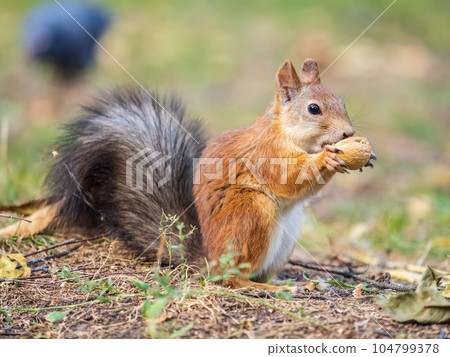 Autumn squirrel with nut sits on green grass with fallen yellow leaves Autumn squirrel with nut sits on green grass with fallen yellow leaves 104799378