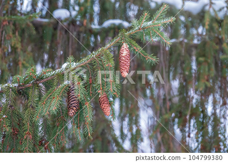Green spruce branches with needles and cones in winter. Many cones on spruce. 104799380