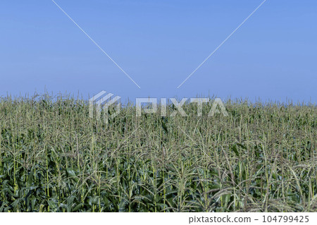 Green corn in a field in the sunny summer season 104799425