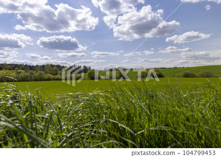 growing tall green grass on the side of the field growing tall green grass on the side of the field 104799453