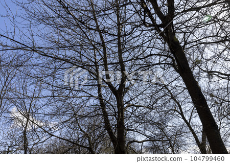 trees of different varieties in the spring season 104799460