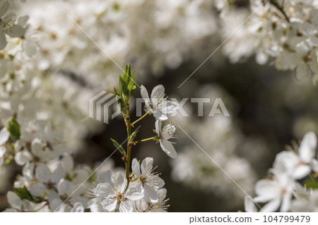 white cherry blossoms in the spring season, beautiful cherry white cherry blossoms in the spring season, beautiful cherry 104799479
