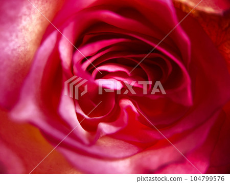 Macro Photo of a Delicate Pink Rose Macro Photo of a Delicate Pink Rose 104799576