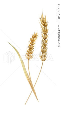 Spikelets of wheat, rye, barley, grains. Bunch of wheat and oats. Watercolor hand drawn illustration. Bakery collection of autumn wheat. Nature design elements for for packaging, label, web pages Spikelets of wheat, rye, barley, grains. Bunch of wheat and oats. Watercolor hand drawn illustration. Bakery collection of autumn wheat. Nature design elements for for packaging, label, web pages 104799583