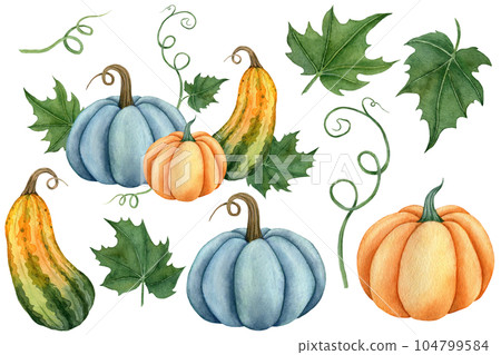 Watercolor set of pumpkins orange, blue and green colors with leaves. Hand drawn illustration vegetable for the design of signage, agribusiness logo, banner with organic food, healthy brand labels. Watercolor set of pumpkins orange, blue and green colors with leaves. Hand drawn illustration vegetable for the design of signage, agribusiness logo, banner with organic food, healthy brand labels. 104799584