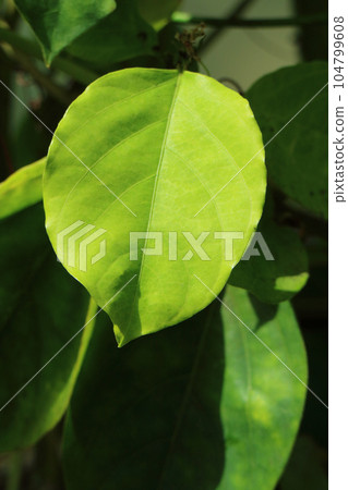 passionflower leaves passionflower leaves 104799608