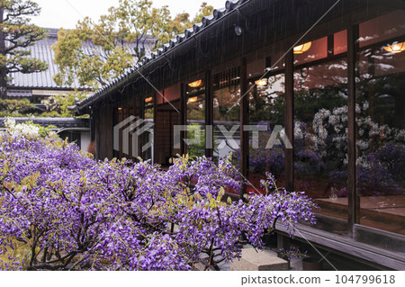 Wisteria of Chokei-in Temple 104799618
