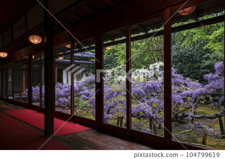 Wisteria of Chokei-in Temple Wisteria of Chokei-in Temple 104799619
