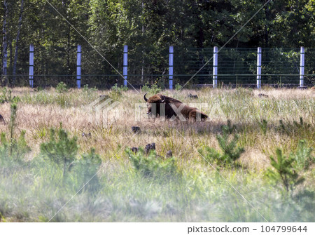 Wild animal European bison 104799644