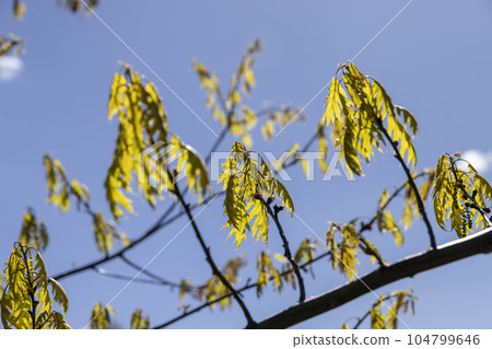young oak foliage and flowers in the spring season 104799646