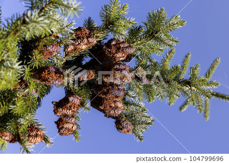 Forest with different trees in summer 104799696