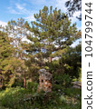 An old stone ruined structure is situated amidst a dense pine forest 104799744