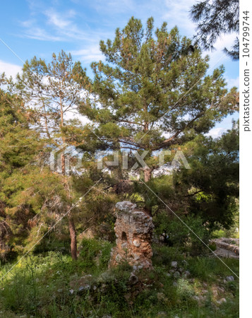 An old stone ruined structure is situated amidst a dense pine forest An old stone ruined structure is situated amidst a dense pine forest 104799744