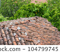 An old dilapidated tiled roof with orange trees nearby 104799745