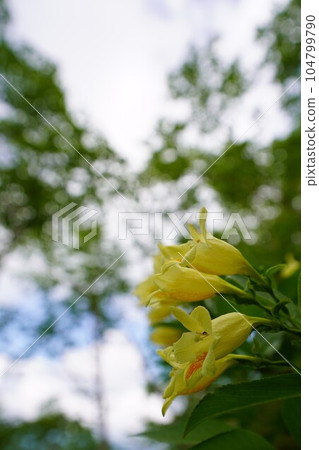 Turmeric deutzia that colors the mountains in summer 104799790