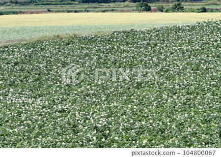 Potato flower Potato flower Potato field Potato field Potato field 104800067