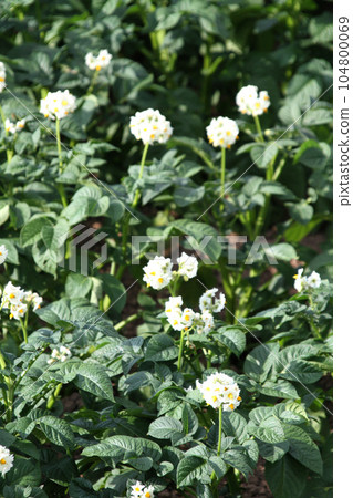 Potato flower Potato flower Potato field Potato field Potato field Potato flower Potato flower Potato field Potato field Potato field 104800069