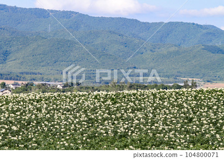 馬鈴薯花馬鈴薯花馬鈴薯田馬鈴薯田馬鈴薯田 104800071