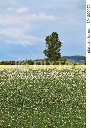 馬鈴薯花馬鈴薯花馬鈴薯田馬鈴薯田馬鈴薯田 104800073
