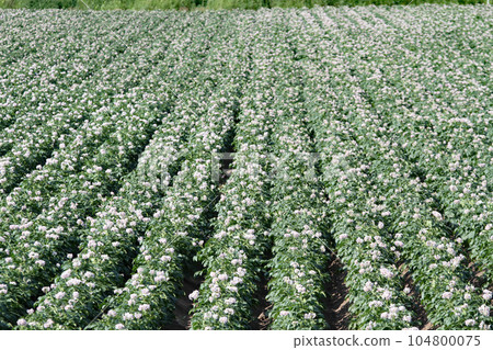 Potato flower Potato flower Potato field Potato field Potato field Potato flower Potato flower Potato field Potato field Potato field 104800075