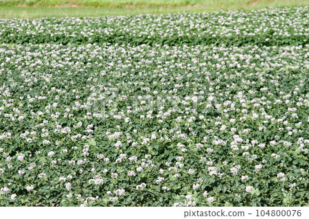 Potato flower Potato flower Potato field Potato field Potato field Potato flower Potato flower Potato field Potato field Potato field 104800076