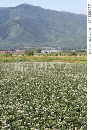馬鈴薯花馬鈴薯花馬鈴薯田馬鈴薯田馬鈴薯田 馬鈴薯花馬鈴薯花馬鈴薯田馬鈴薯田馬鈴薯田 104800077