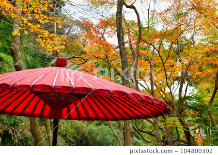 Beautiful autumn leaves at Ichijo Ekan Sanso in Kamakura Beautiful autumn leaves at Ichijo Ekan Sanso in Kamakura 104800302