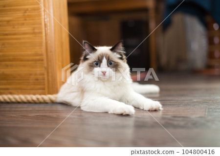 Beautiful young white purebred Ragdoll cat with blue eyes 104800416