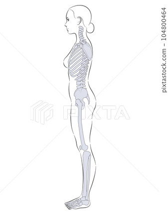 女性全身骨骼側面體面 女性全身骨骼側面體面 104800464