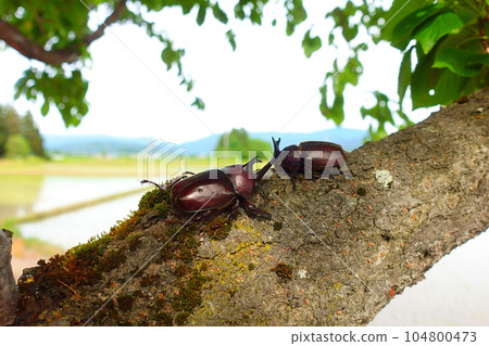 Beetle stag beetle summer vacation child Beetle stag beetle summer vacation child 104800473