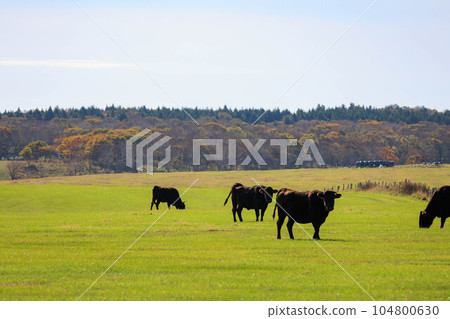 Wagyu Beef Leisurely Spending Time on Pasture ``Autumn Hokkaido'' 104800630