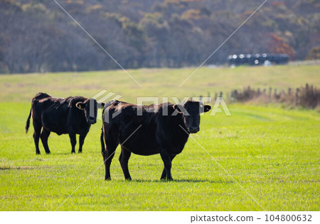 Wagyu Beef Leisurely Spending Time on Pasture ``Autumn Hokkaido'' 104800632