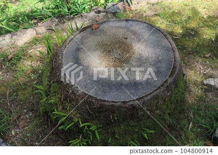 漂亮的樹樁 104800914