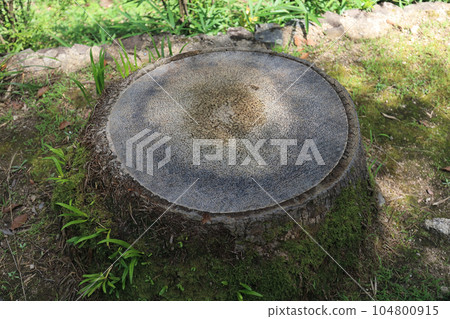 漂亮的樹樁 104800915