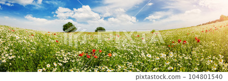 Panoramic view of the field with wild flower. 104801540