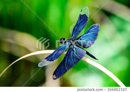 蝴蝶蜻蜓 104801587