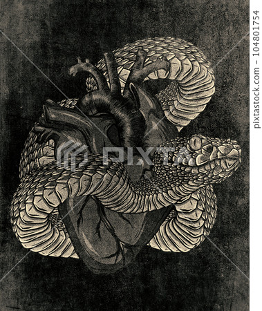 Viper snake. Hand drawn illustration in ink technique on grunge background Viper snake. Hand drawn illustration in ink technique on grunge background 104801754