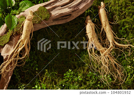 Top view of some ginseng roots with a tree branch. Vacant space in the middle to display your product extracted from Ginseng (Panax ginseng) Top view of some ginseng roots with a tree branch. Vacant space in the middle to display your product extracted from Ginseng (Panax ginseng) 104801932
