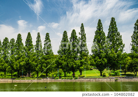 Metasequoia in Johoku Park Osaka City 104802082