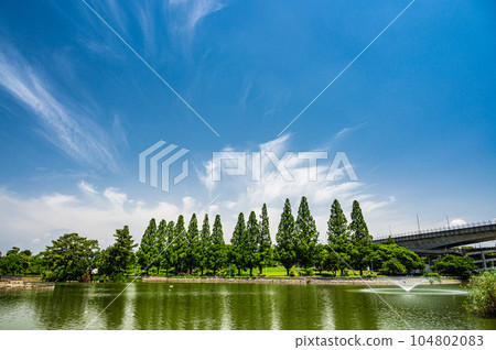 Metasequoia in Johoku Park Osaka City 104802083