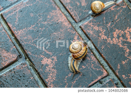 爬在被雨水浸濕的路上的蝸牛(Namimaimai) 爬在被雨水浸濕的路上的蝸牛(Namimaimai) 104802086