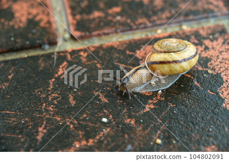 A snail crawling on a rain-soaked road (Namimaimai) 104802091